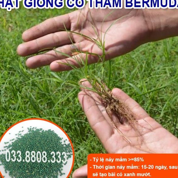 HẠT CỎ THẢM BERMUDA XANH 50gram - CỎ THẢM CẢNH, CỎ TRANG TRÍ SÂN VƯỜN 