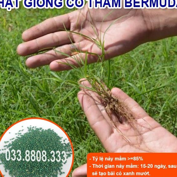 HẠT GIỐNG CỎ THẢM BERMUDA XANH 1KG - CỎ THẢM CẢNH - CỎ THẢM TRANG TRÍ SÂN VƯỜN SÂN BÓNG