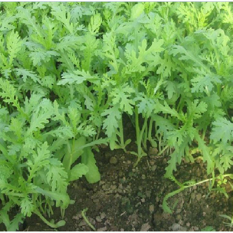 Hạt giống rau cải cúc,rau tần ô dể trồng f1-gói 20gr-tặng kèm gói phân bón lót