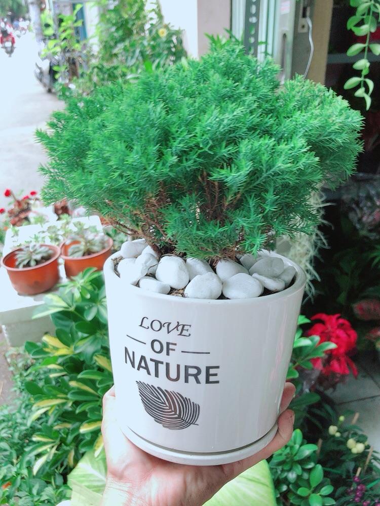 Chậu Cây Tùng Bồng Lai