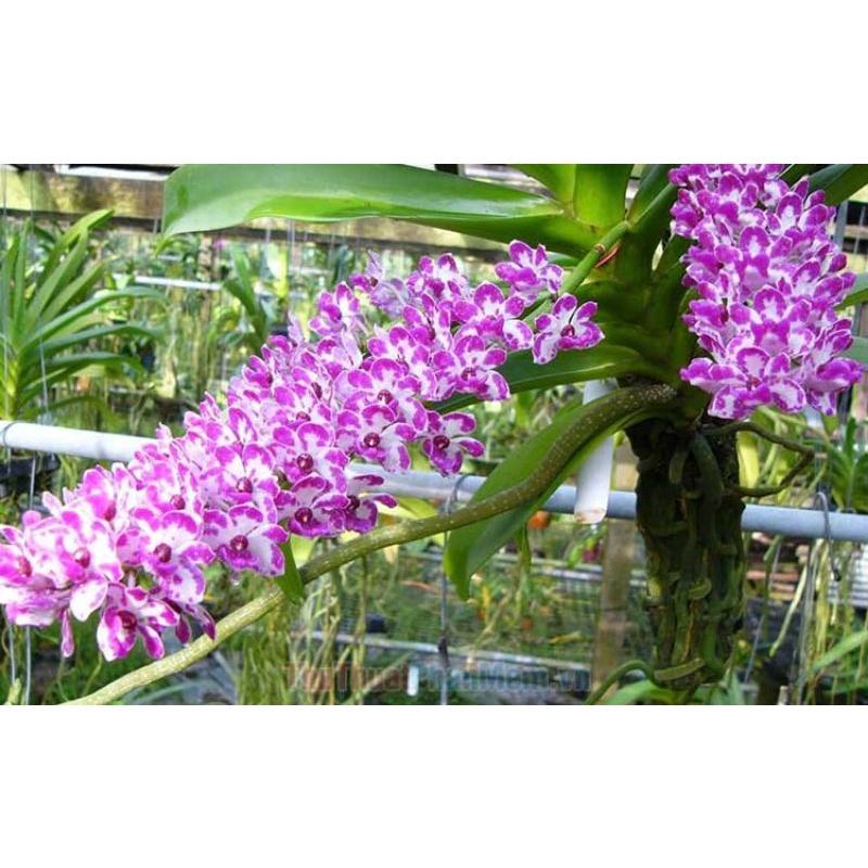 Phân bón Đầu trâu 701.. Chuyên dùng cho hoa lan, cây cảnh, kích ra hoa