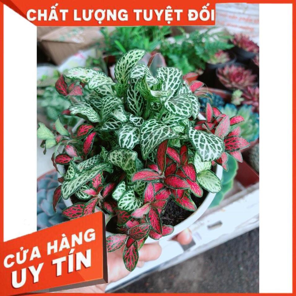Combo hai chậu cây cẩm nhung xanh+đỏ Nhiều Người Mua