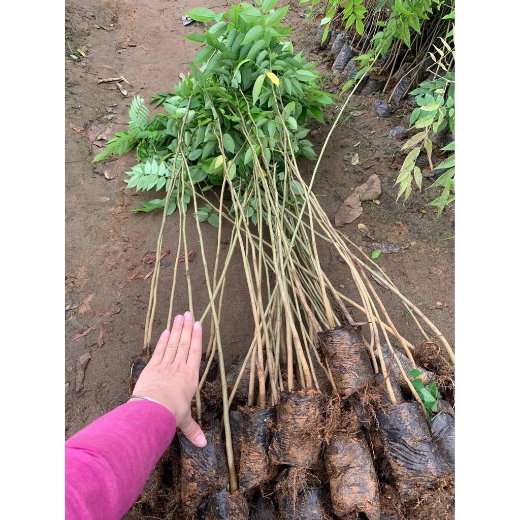 Combo 5 cây giống sưa đỏ cao 80cm