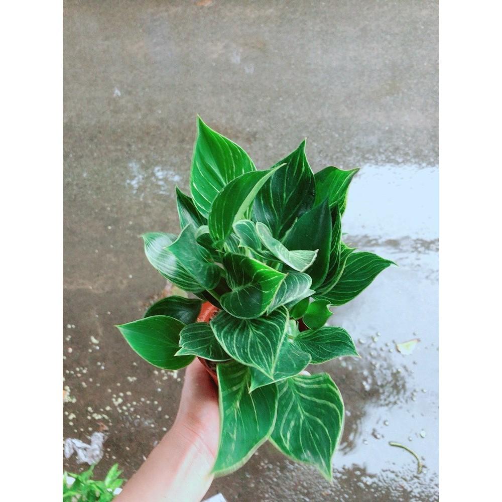 Cây Trầu Bà Cẩm Thạch Hay Trầu Bà Kim Cương Hoặc PHILODENDRON BIRKIN