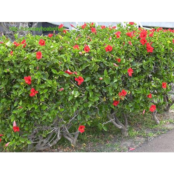 CÂY giống HOA DÂM BỤT.