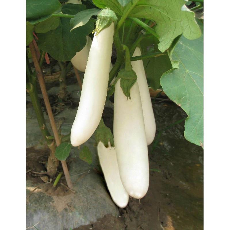 Hạt giống cà trắng lai F1 KNS340 - Gói 0.2gram