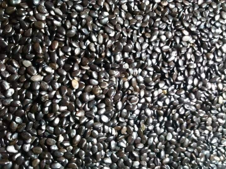 Hạt giống keo lai