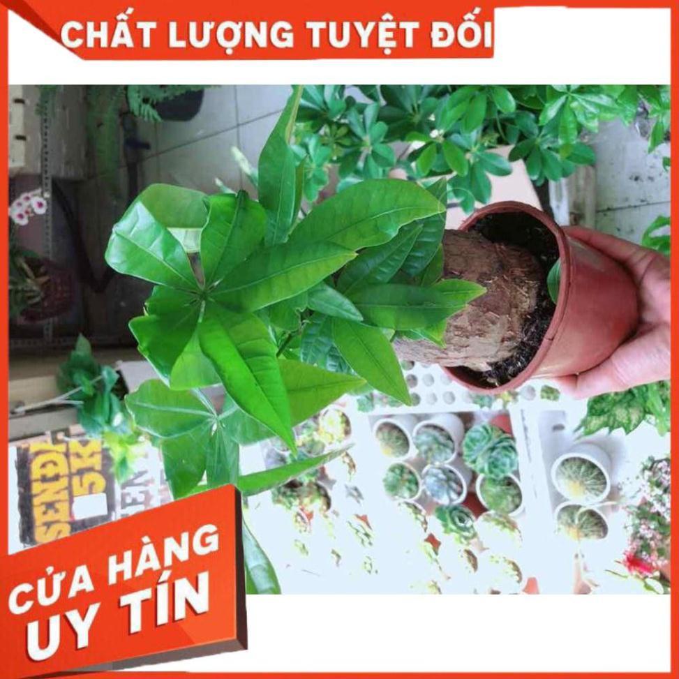 Kim ngân chân voi Nhiều Người Mua