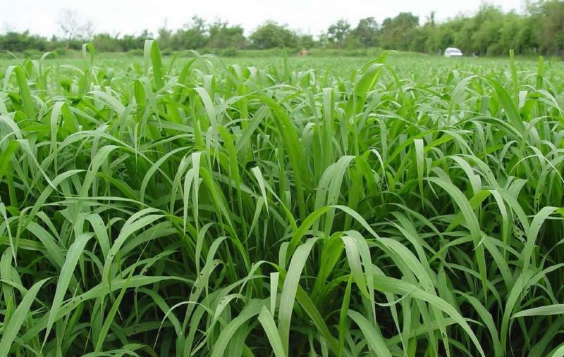 Hạt giống cỏ Ubon Paspalum - Cỏ xả chịu ngập gói 100g