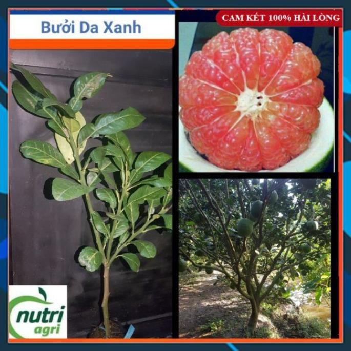 Cây Bưởi - Cây Bưởi Da Xanh Ruột hồng Thanh Ngọt, Sai Quả SAMSON GARDEN