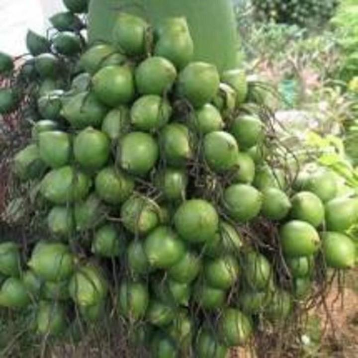 CÂY GIỐNG CAU LÙN SIÊU QUẢ- CAM KÊT GIỐNG CHUẨN F1