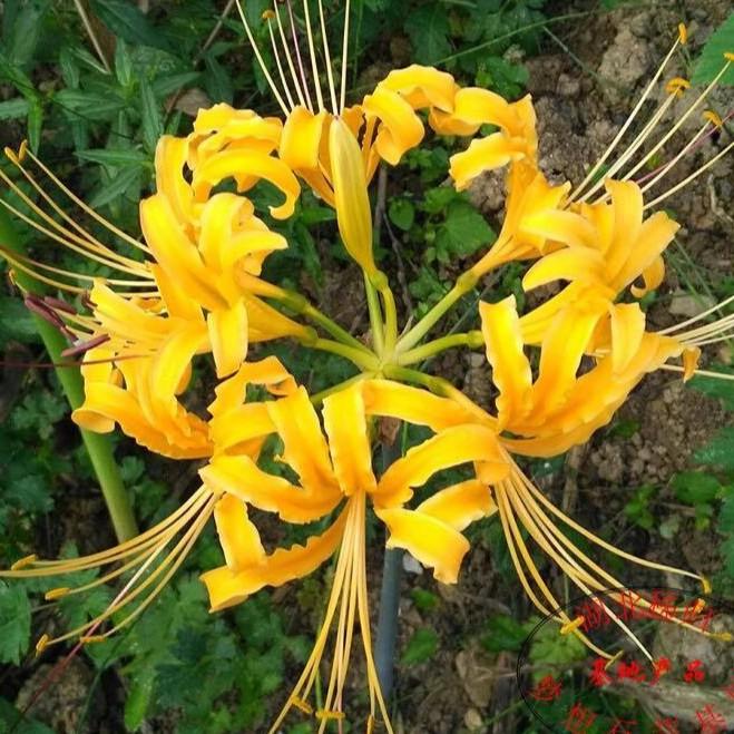 Củ giống hoa bỉ ngạn hoa màu vàng