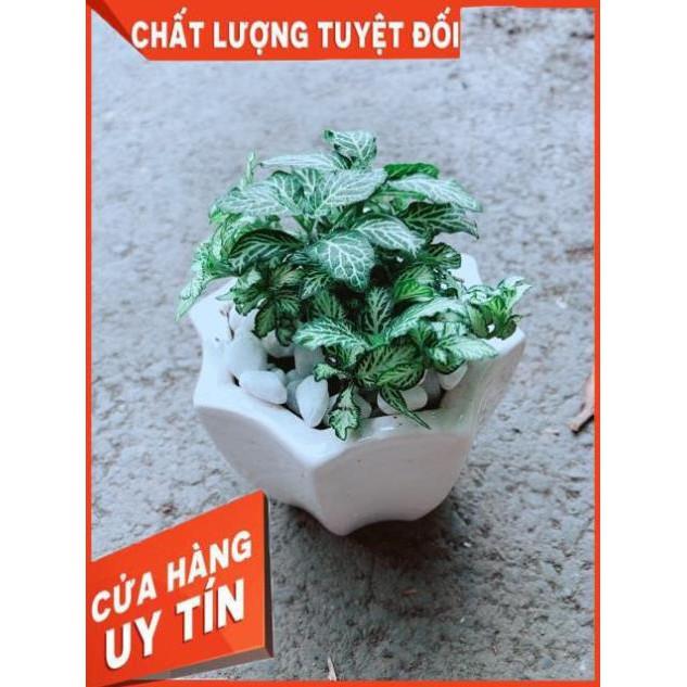 Chậu Cẩm Nhung Xanh