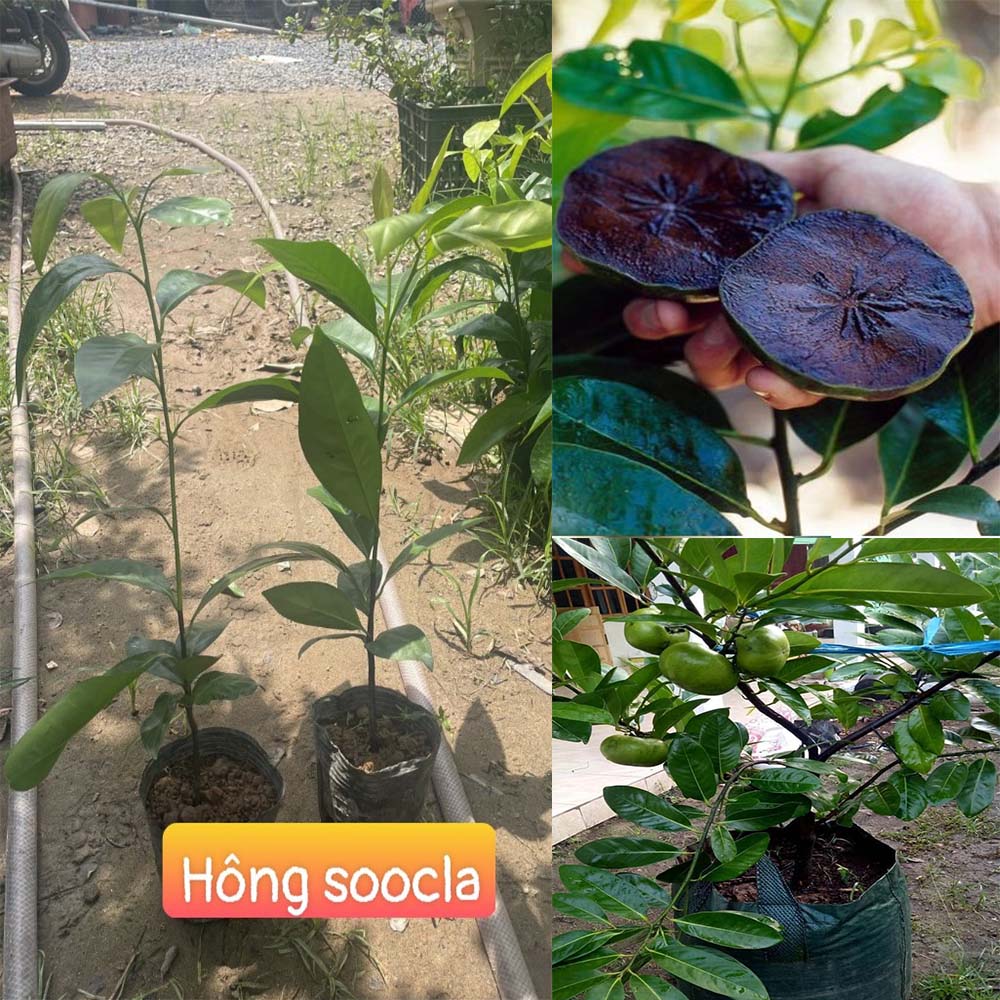 CÂY GIỐNG HỒNG ĐEN SOCOLA CHO TRÁI SIÊU SỚM