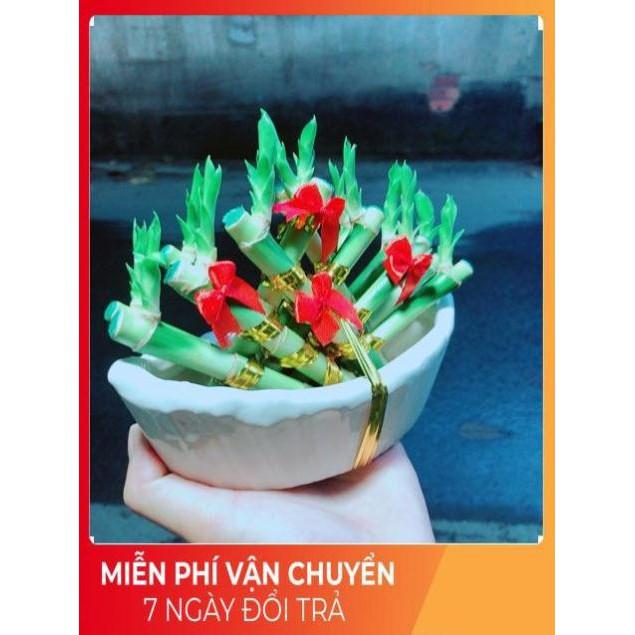 Chậu Trúc Phát Tài Thuyền May Mắn