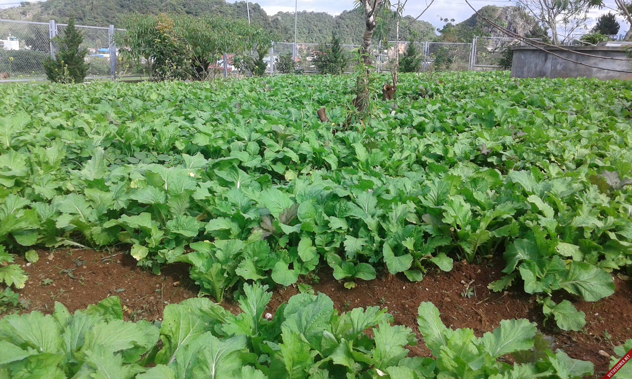 Hạt giống rau cải mèo Hà Giang - gói 100gram
