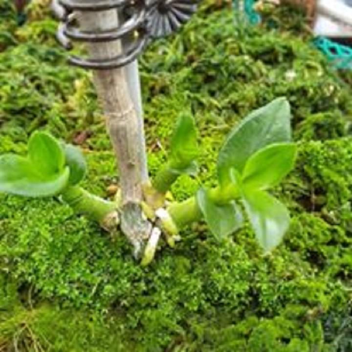 Hoa lan - mít văn sơn+ 700g phân thỏ hữu cơ