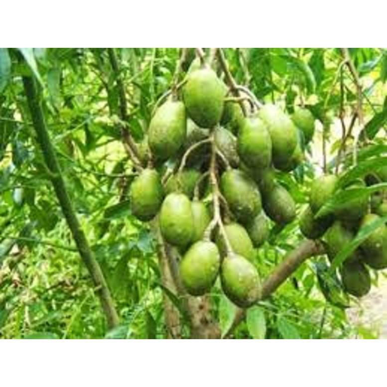 COMBO 2 cây CÓC THÁI siêu quả - hàng cây giống F1