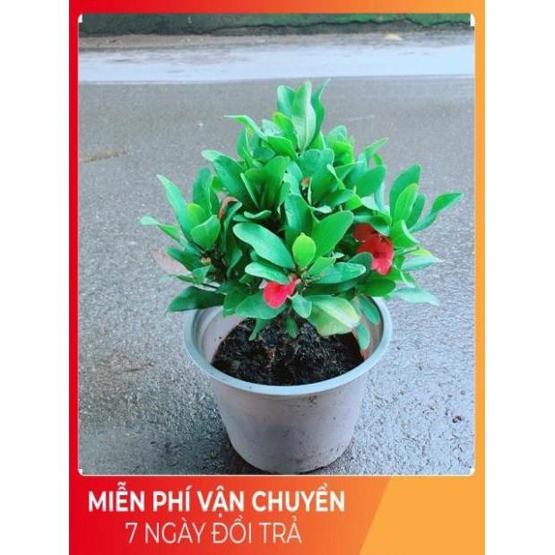 Xương Rồng Bát Tiên