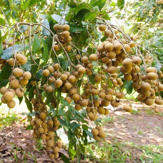 CÂY GIỐNG NHÃN LONG PHỤNG CHÂU. )