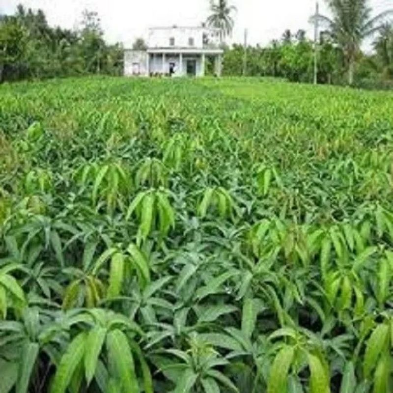 CÂY GIỐNG XOÀI KEO CAMPUCHIA CÂY GHÉP