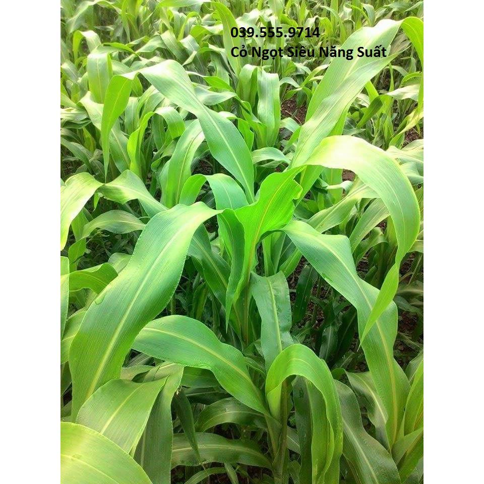 Hạt Cỏ Ngọt Lai 1kg - Cỏ Chăn Nuôi