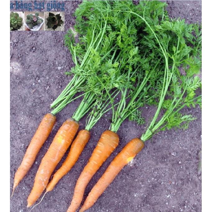 Hạt giống Cà rốt tí hon mini-gói 100 hạt-tặng kèm gói phân bón lót