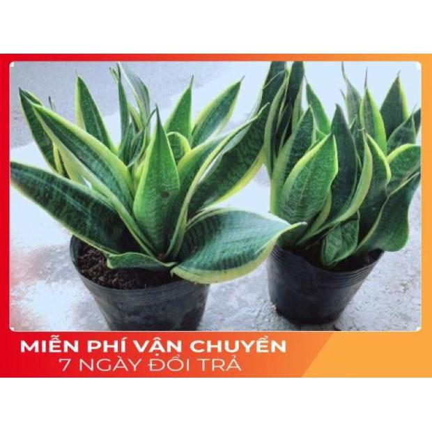 Lưỡi Hổ Bụi Lớn