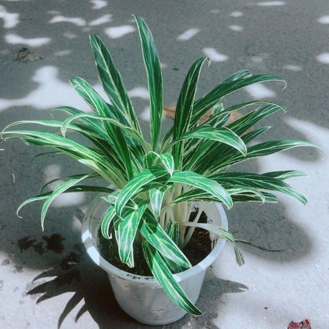 Cây Giữ Tiền