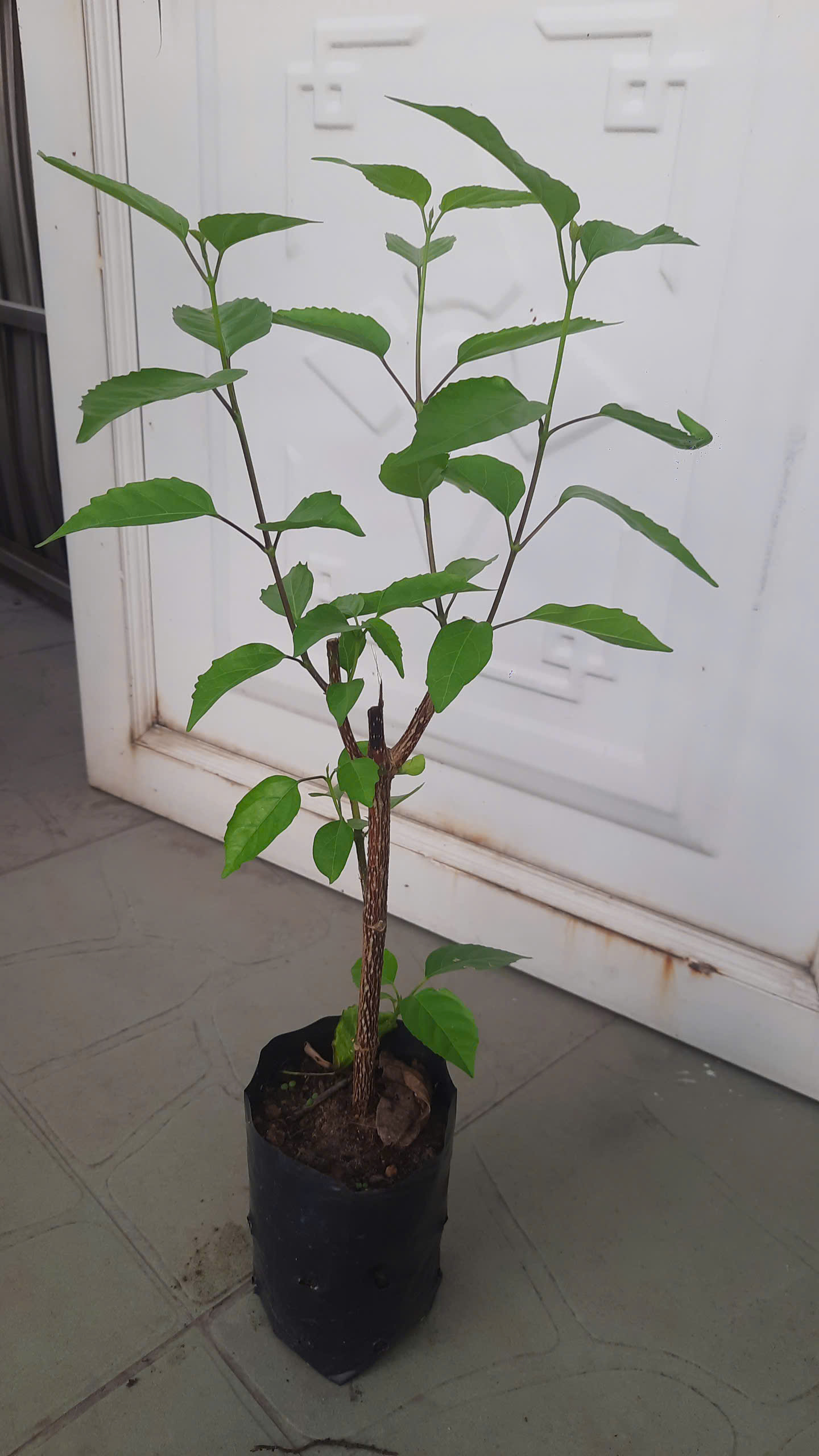 Cây lá cách, cây như hình