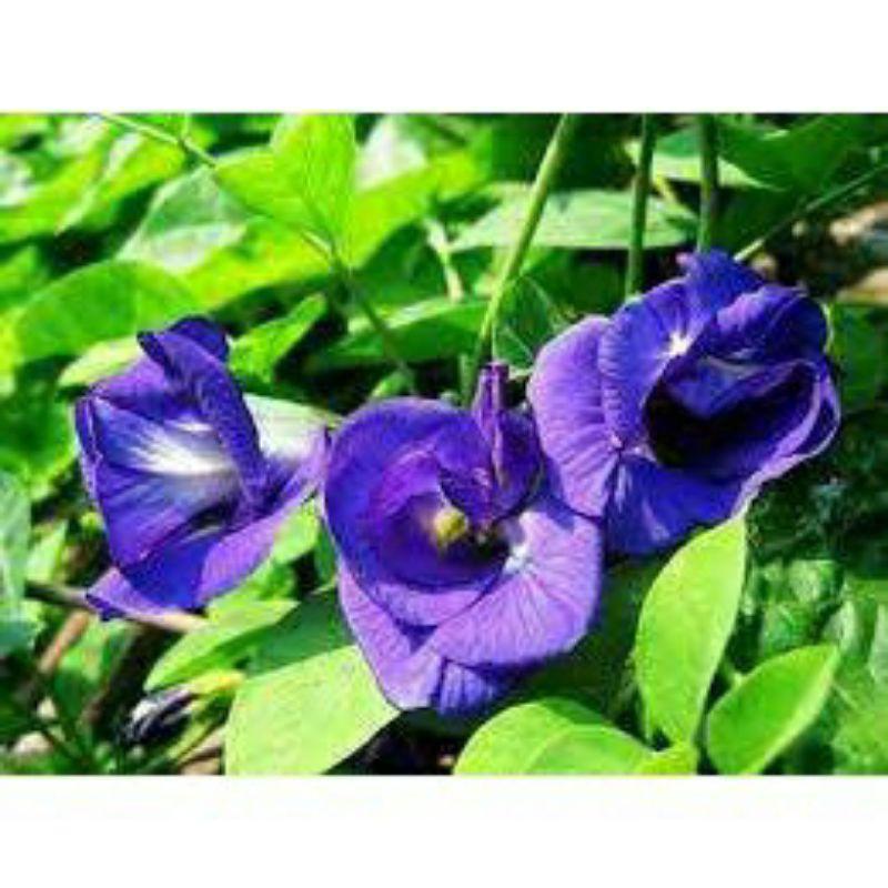 1 GÓI HẠT GIỐNG HOA ĐẬU BIẾC