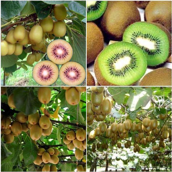 Combo 2 gói Hạt giống cây ăn trái kiwi siêu trái- Gói 30 hạt/tặng kèm gói phân bón lót