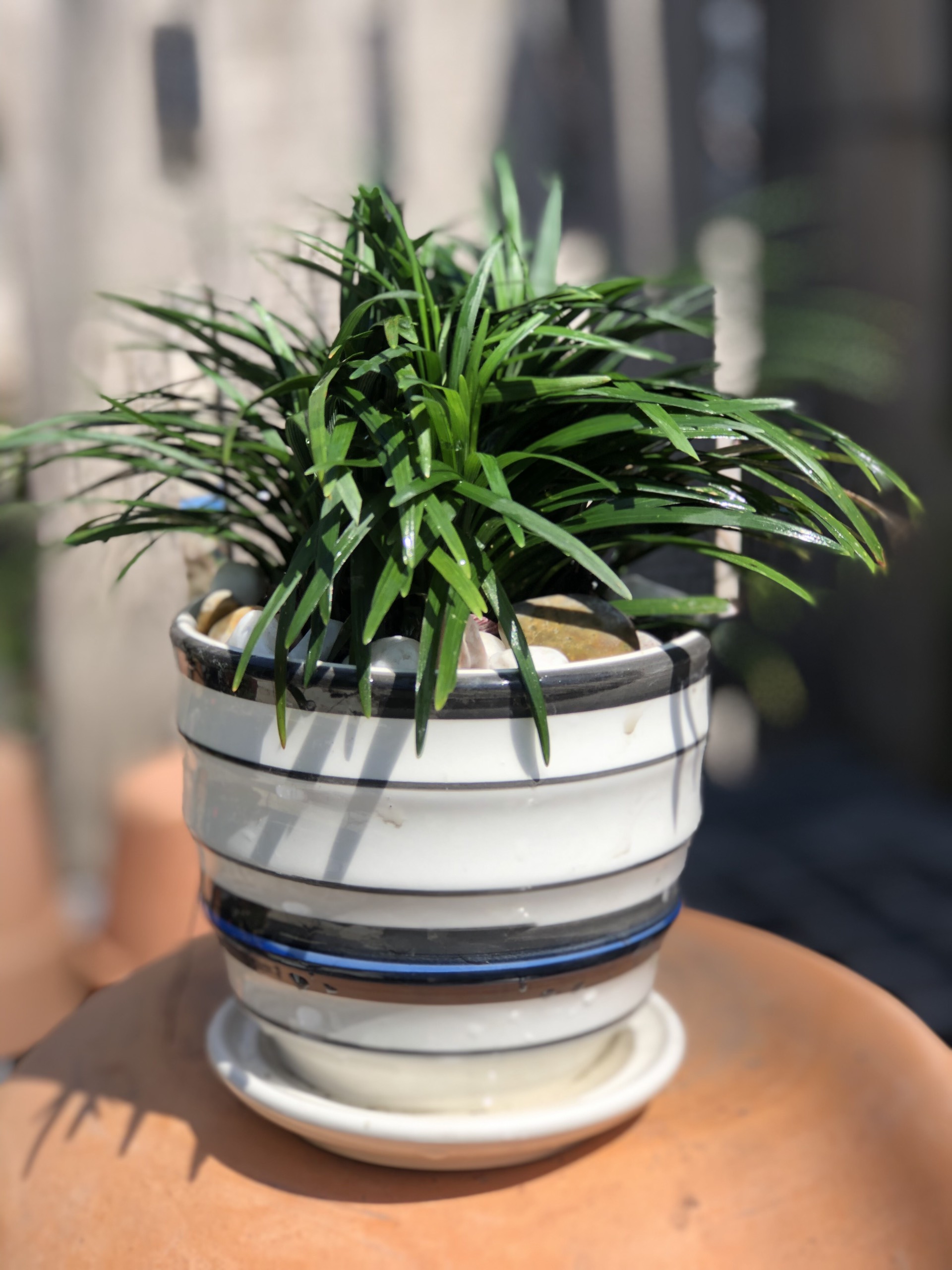Chậu sứ cây cỏ Indo để bàn