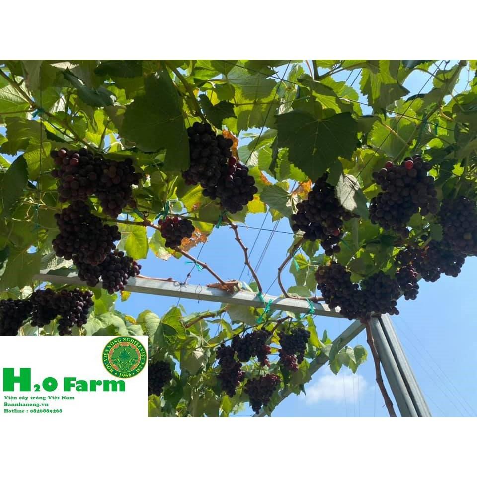 Cây Nho Ninh Thuận Ươm Tại Vườn Quả Xạ Đen - Vườn Ươm Ninh Thuận + Tặng 01 cây dâu da đất