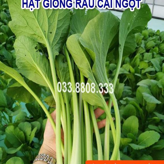 Hạt giống rau cải ngọt 20gram - rau trồng quanh năm