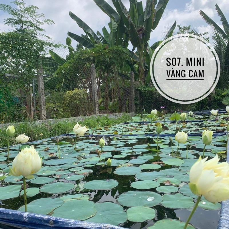 Combo 2 củ sen mini nhật