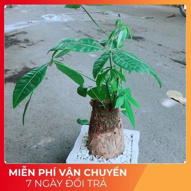 Chậu Kim Ngân Chân Voi