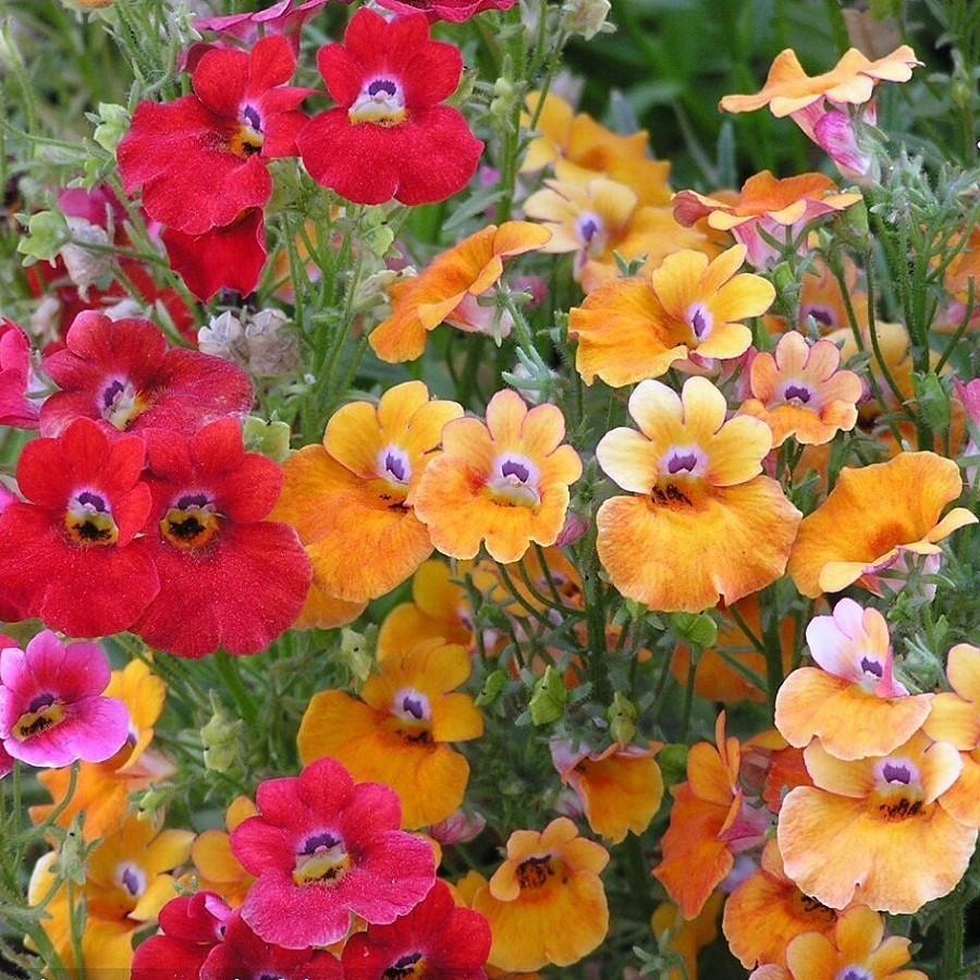 Hạt Giống Hoa Mây Nhiều Màu Mix