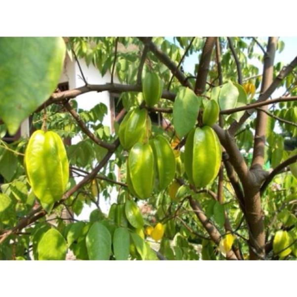 Cây khế ngọt mau cho trái