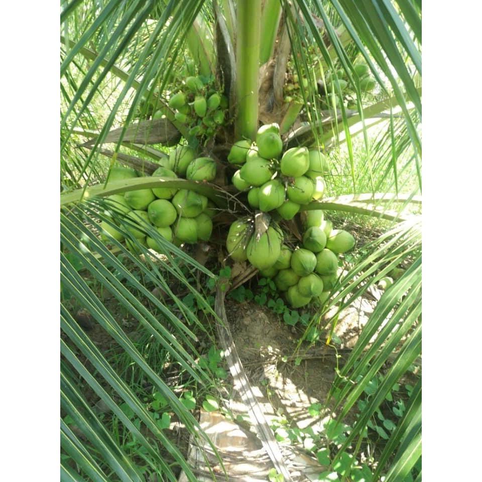 CÂY GIỐNG DỪA XIÊM LÙN