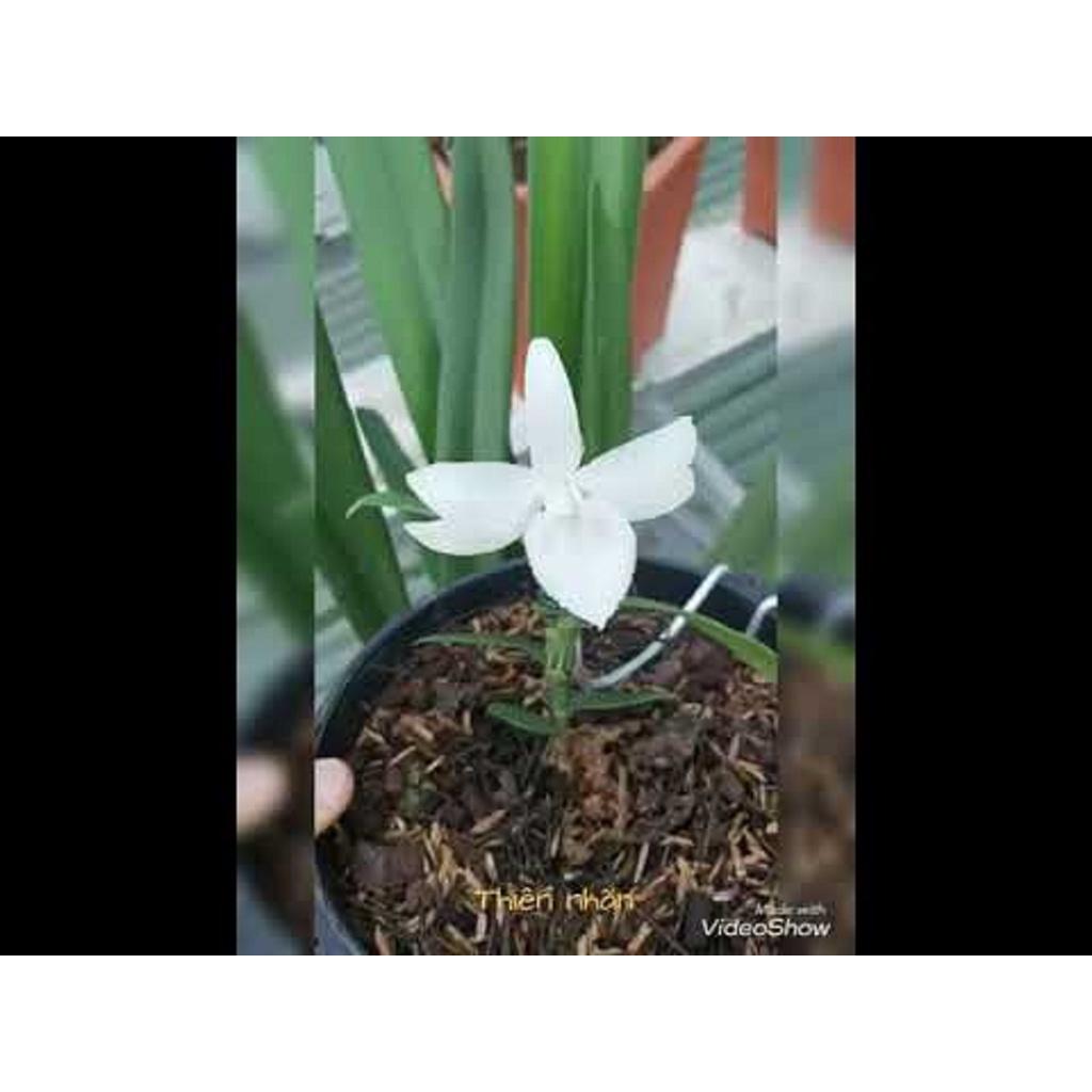 LAN PHI ĐIỆP 5 CÁNH TRẮNG THIÊN NHÃN