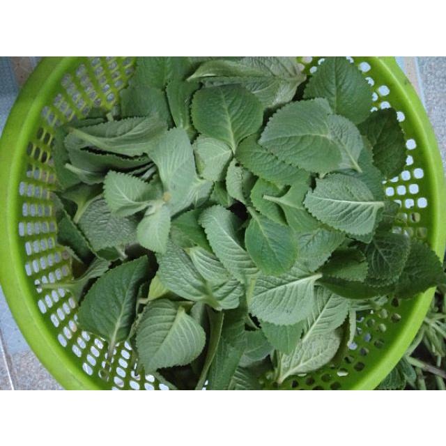 1kg lá húng chanh tươi sạch - cây nhà trồng