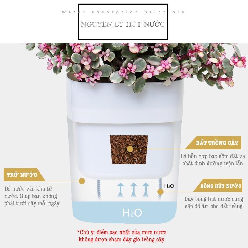 Chậu cây để bàn Oliz G2 Clear. Chậu trồng cây có chức năng tự tưới nước cho cây. Trang trí văn phòng, bàn làm việc