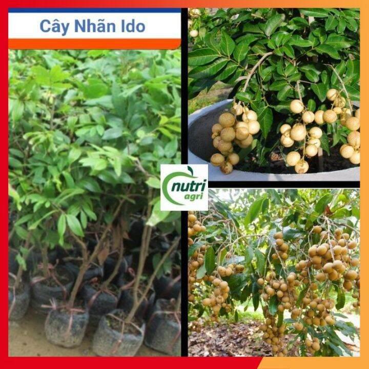 Cây Giống Nhãn Thái Ido Trồng Chậu_Nhãn Ido Ít Sâu Bệnh Năng Suất