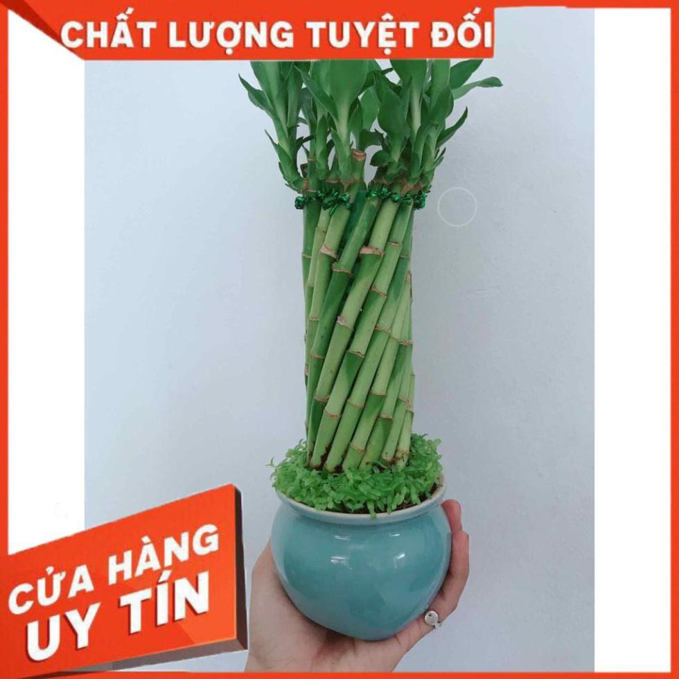 Chậu trúc phát tài Nhiều Người Mua