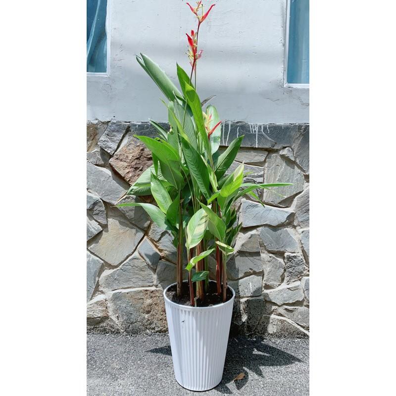 Chậu Cây Chuối Mỏ Két