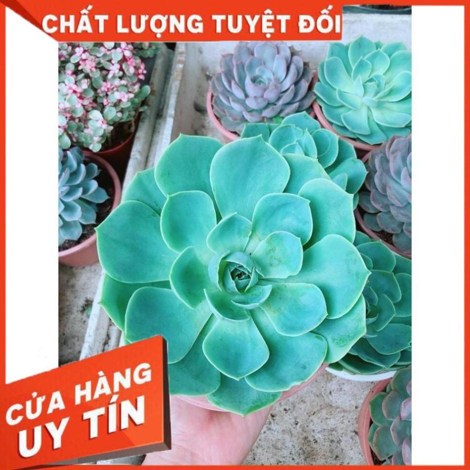 Sen Đá Xanh Đất Size Đại Nhiều Người Mua