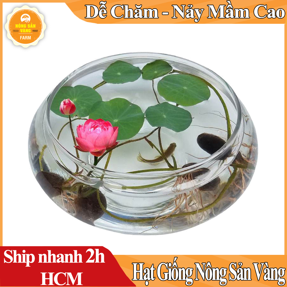 Hình ảnh Hạt giống Hoa Sen Mini Nhật, Trồng Trong Chậu nuôi Cá Làm Phong Thủy Tuyệt Đẹp (Màu Ngẫu Nhiên) - Nông Sản Vàng