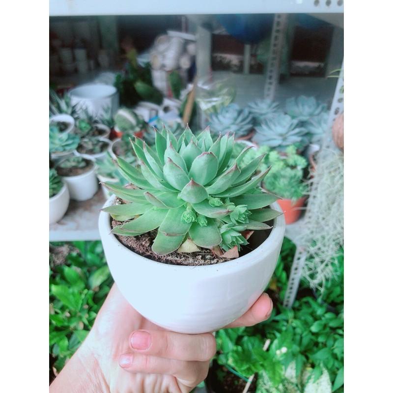 Chậu Cây Sen Đá Phật Bà
