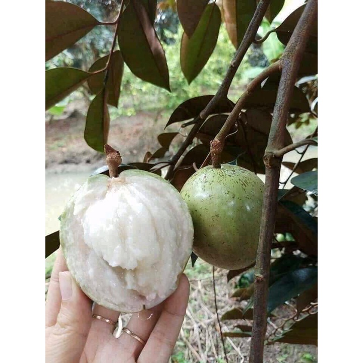 Cây giống vú sữa tím lò rèn quả to ít hạt vị thơm ngọt